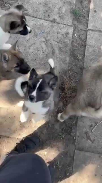 Akita dogs for sale: Ready Now! American Akita Puppies in Liverpool - Video 1