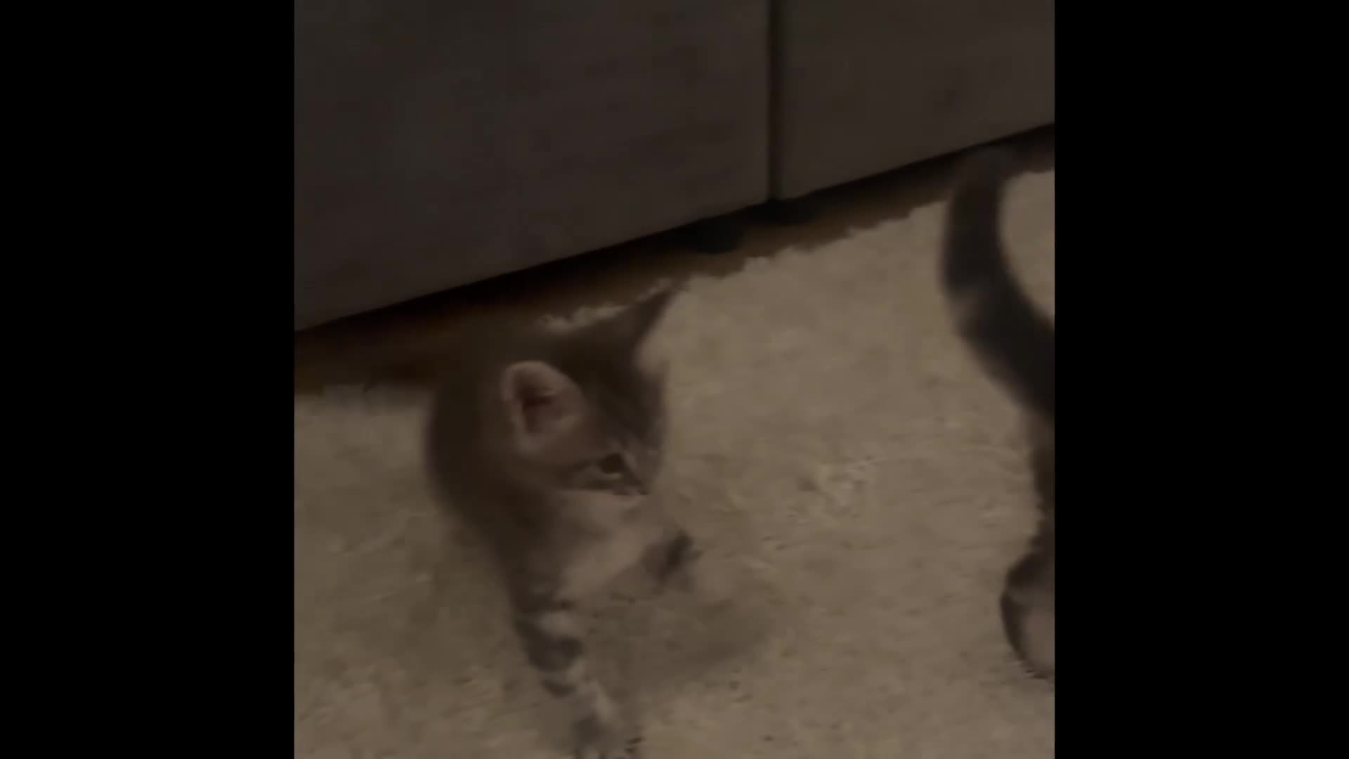 Maine Coon cats for sale: Maine coon kittens GCCF registered - Video 3