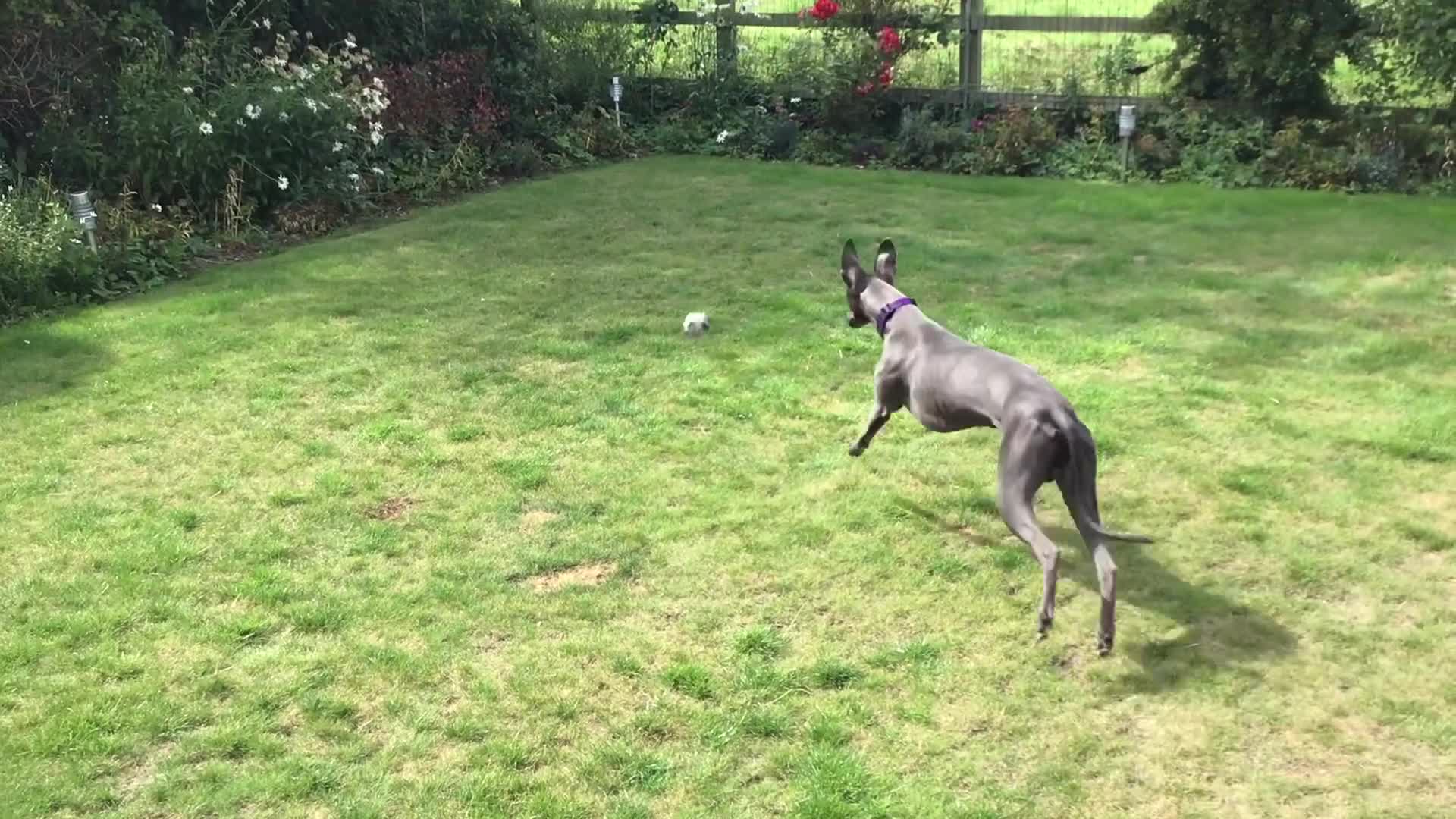 Whippet dogs for sale: Male Whippet puppy  - Video 1