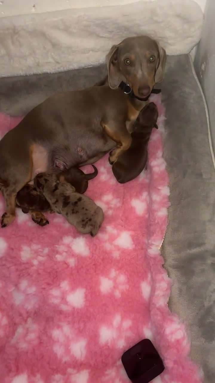 Miniature Dachshund dogs for sale: Miniature dachshund  - Video 5