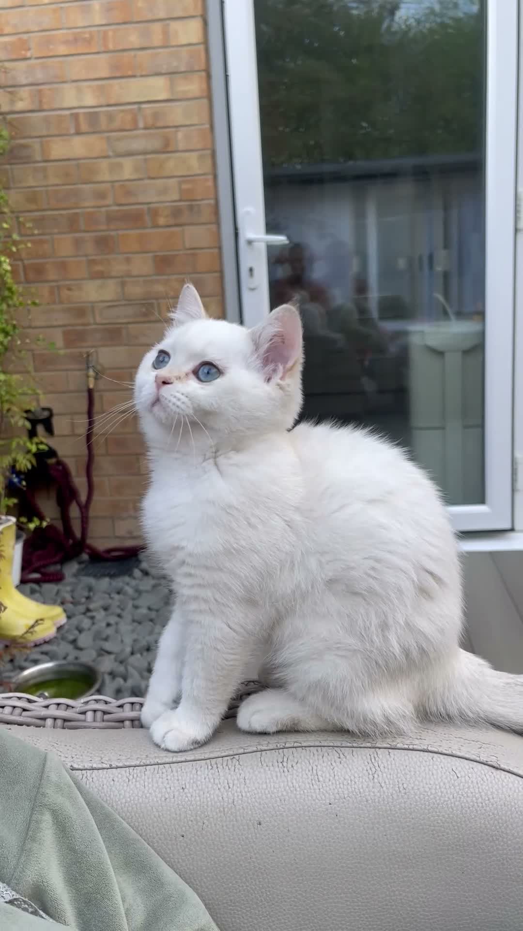 Scottish Fold cats for sale: PUREBRED GOLDEN CHINCHILLA SCOTTISH FOLD KITTENS  in Basildon - Video 1