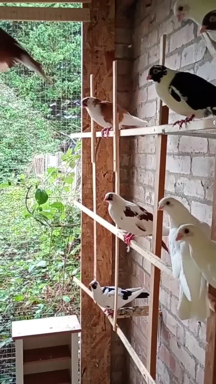 Pigeons birds for sale: Beautiful health Romanian Rollers in Norwich - Video 1