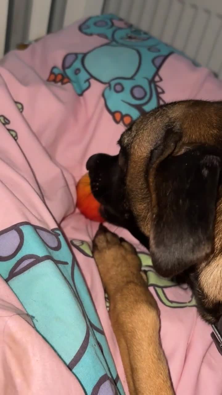 Belgian Shepherd Dog dogs for sale: For sale in Weston-super-Mare - Video 1