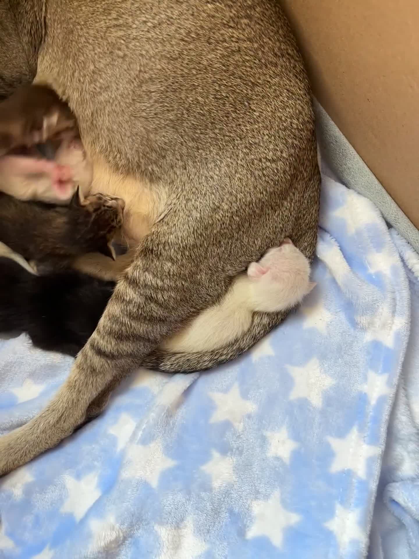 Siamese cats for sale: SIAMESE AND ORIENTAL KITTENS - Video 1