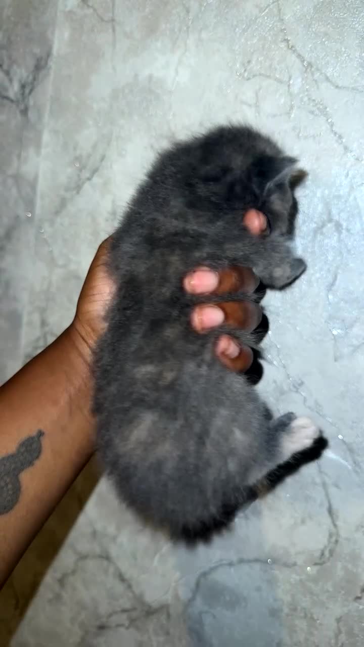 Mixed Breed cats for sale: * Beautiful Grey & Blue Tortie Kittens  - Video 1