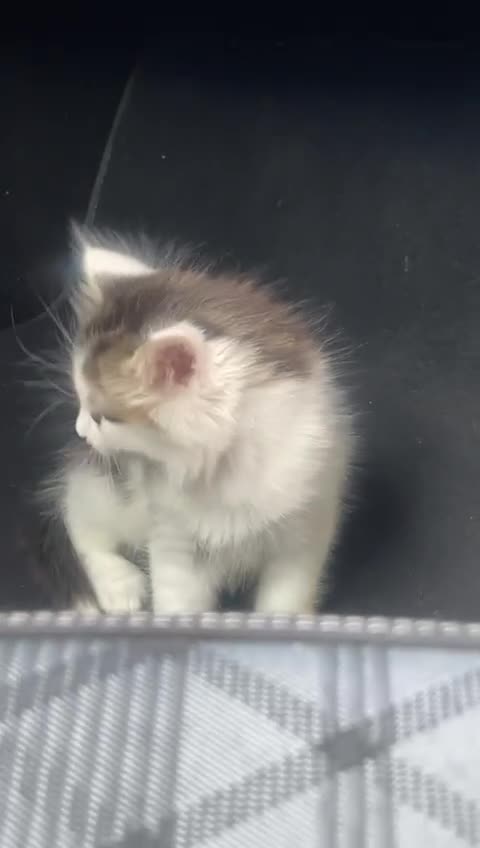 Mixed Breed cats for sale: kittens - Video 1