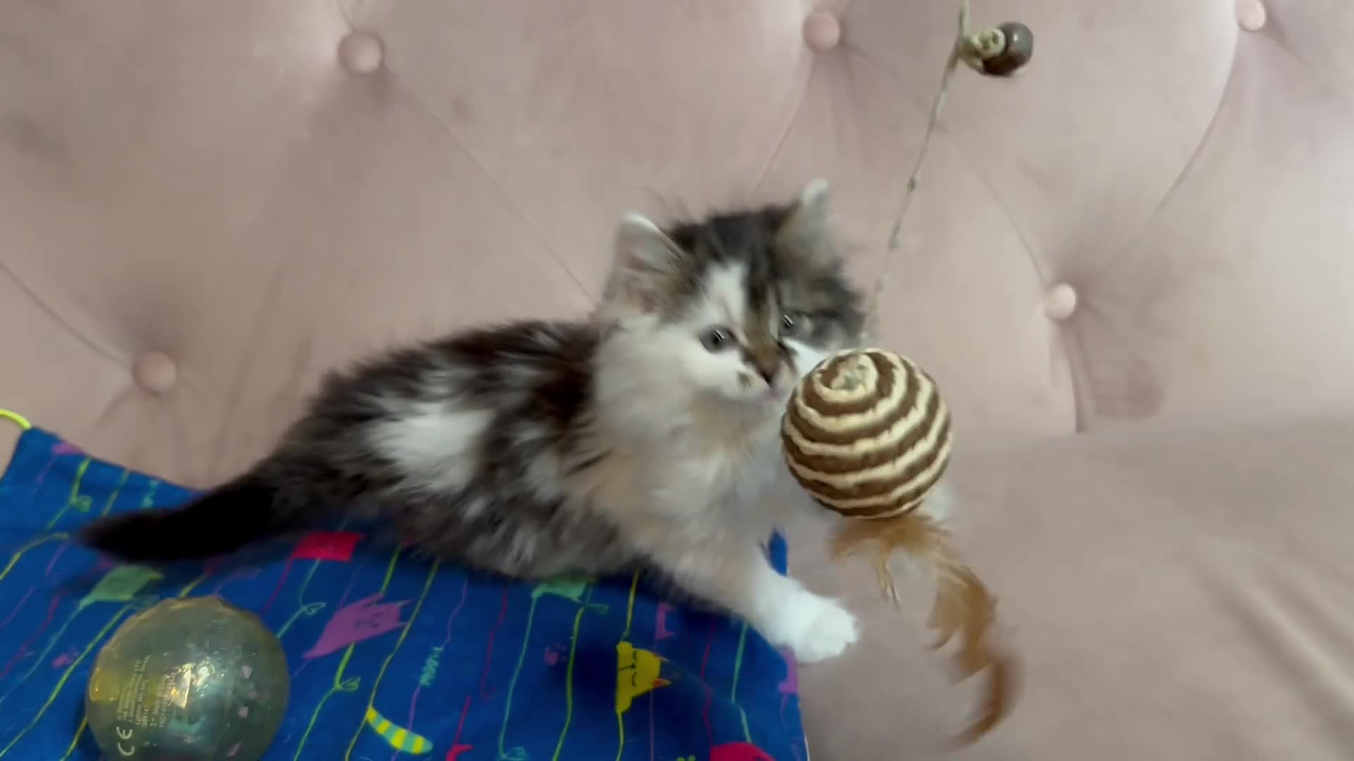 Siberian cats for sale: Siberian kittens, Ready Now 😻 - Video 1