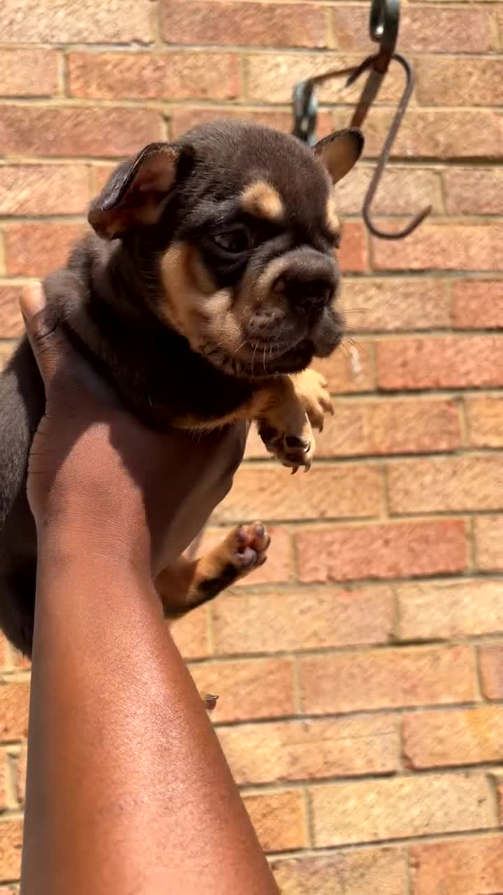 French Bulldog dogs for sale: French bulldog  - Video 2