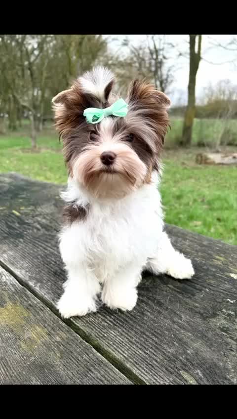 Yorkshire Terrier dogs for sale: Tiny Beautiful Girl 🩷& very Cute Boy💙available  - Video 1