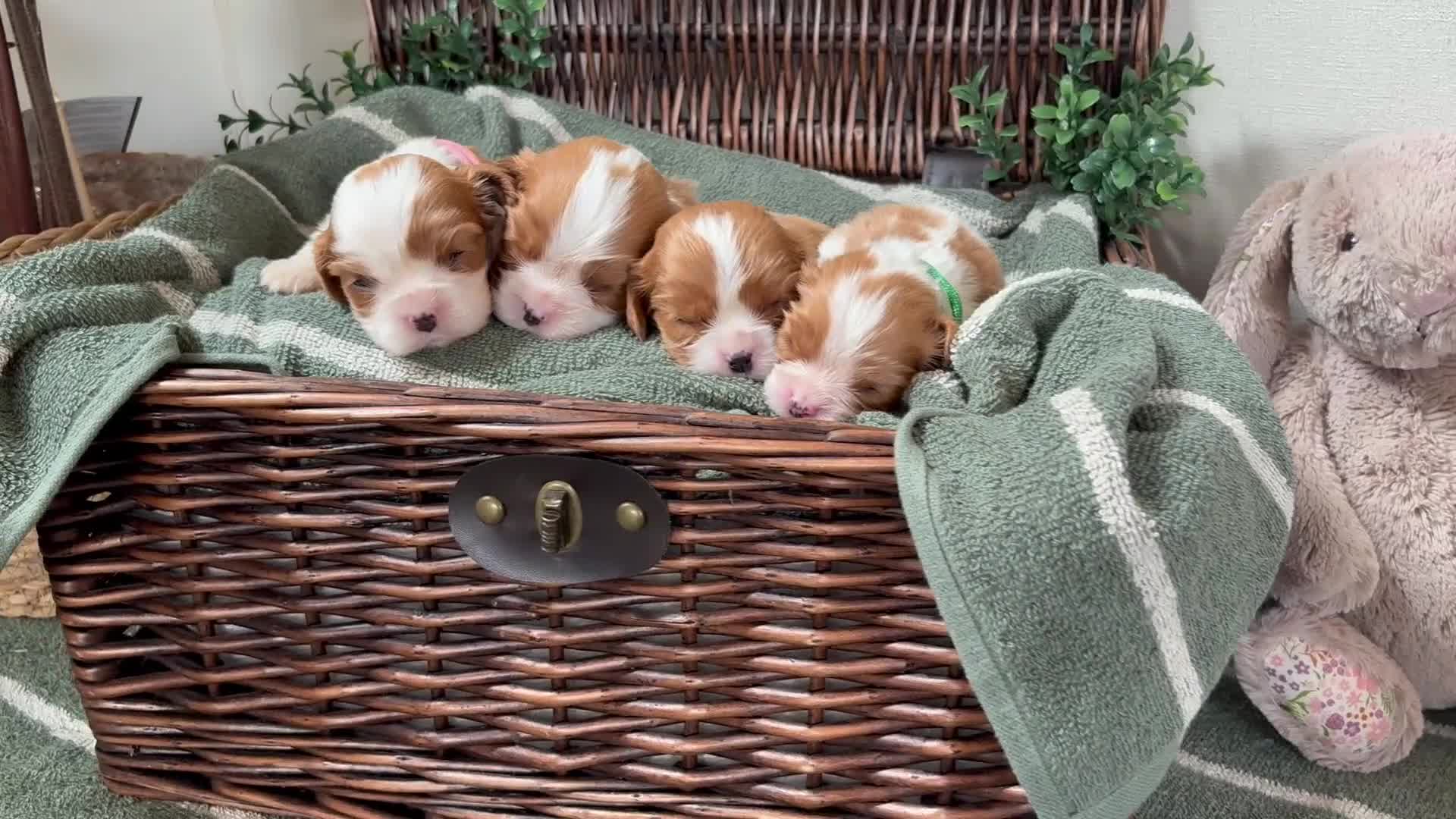 Cavalier King Charles Spaniel dogs for sale: CLEAR HEALTH TESTED cavalier King Charles pups - Video 1