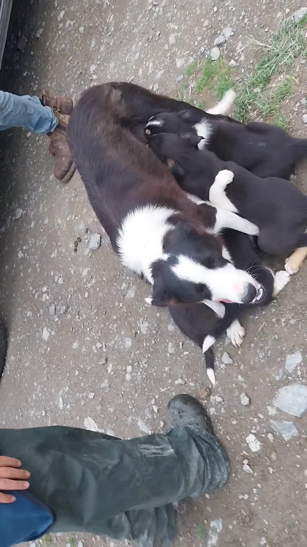 Border Collie dogs for sale: Four Female Border Collie Puppies  - Video 3
