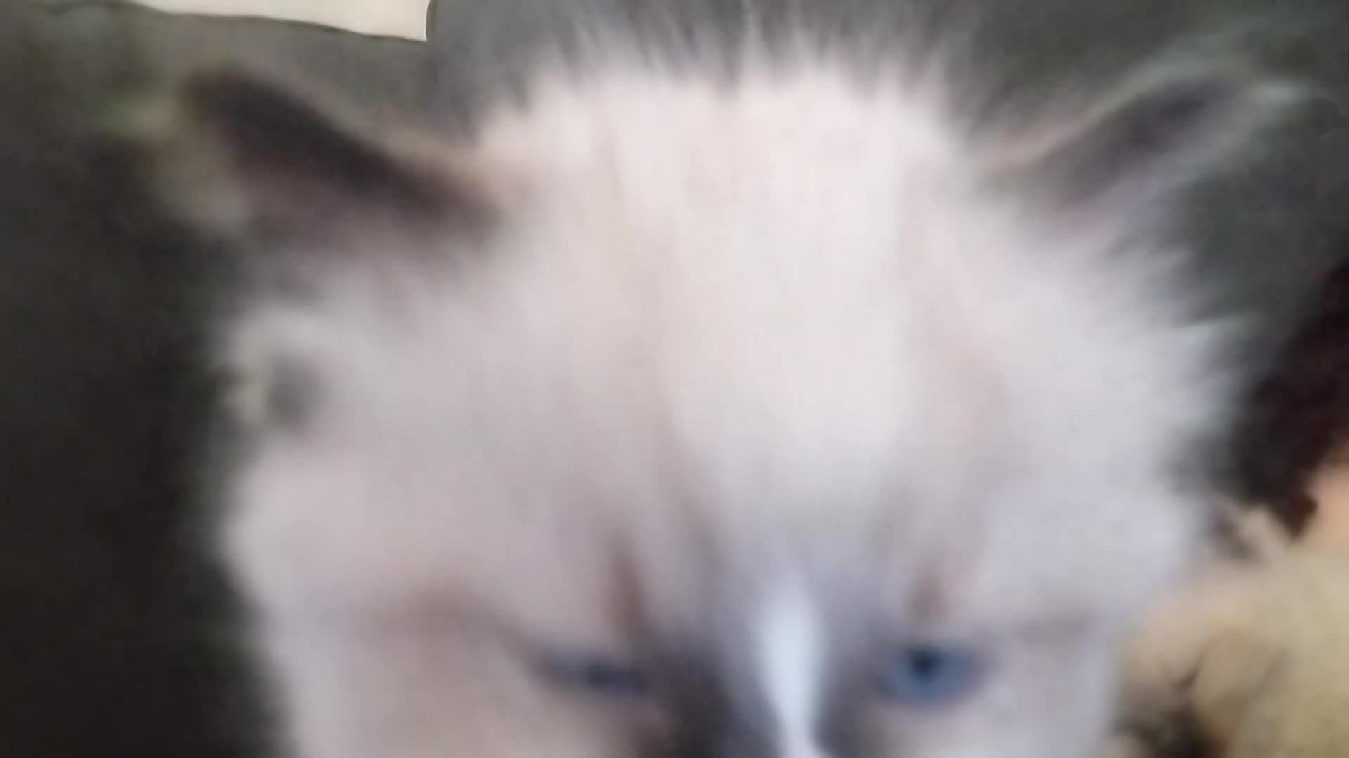 Ragdoll cats for sale: Beautiful Purebred Ragdoll Kittens  - Video 4