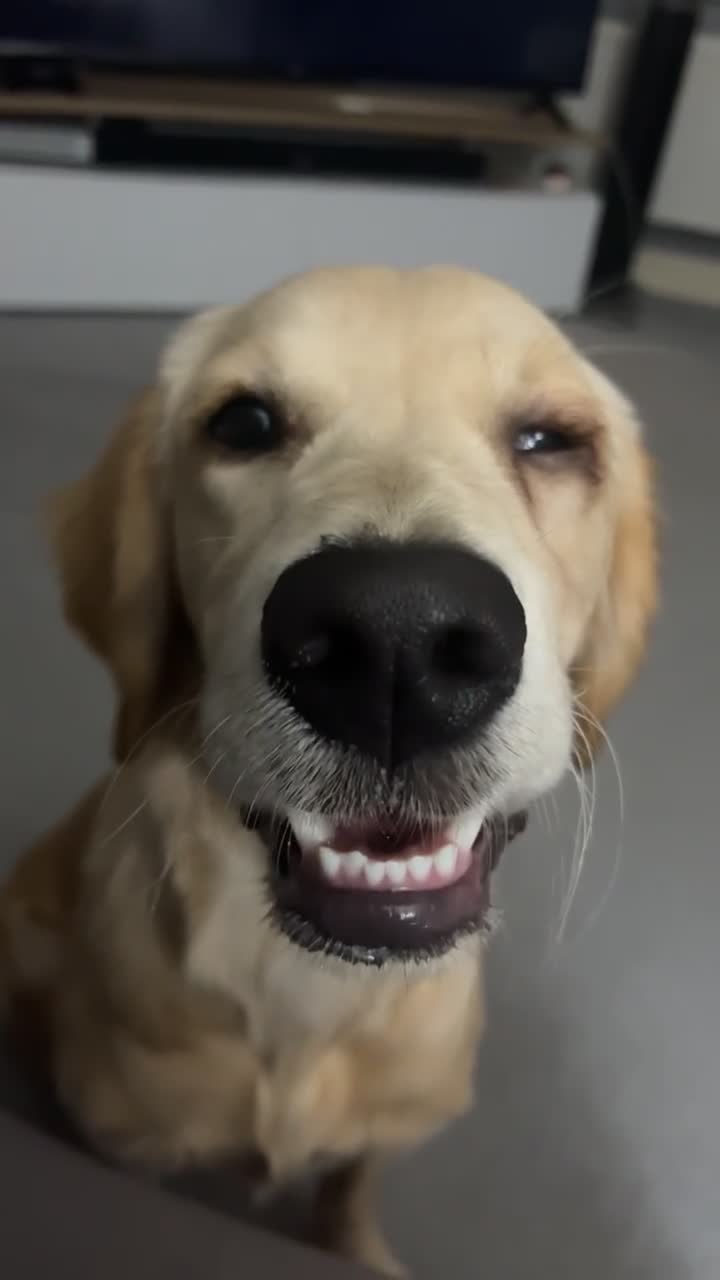 Golden Retriever dogs for sale: 7 month old female golden retriever - Video 1