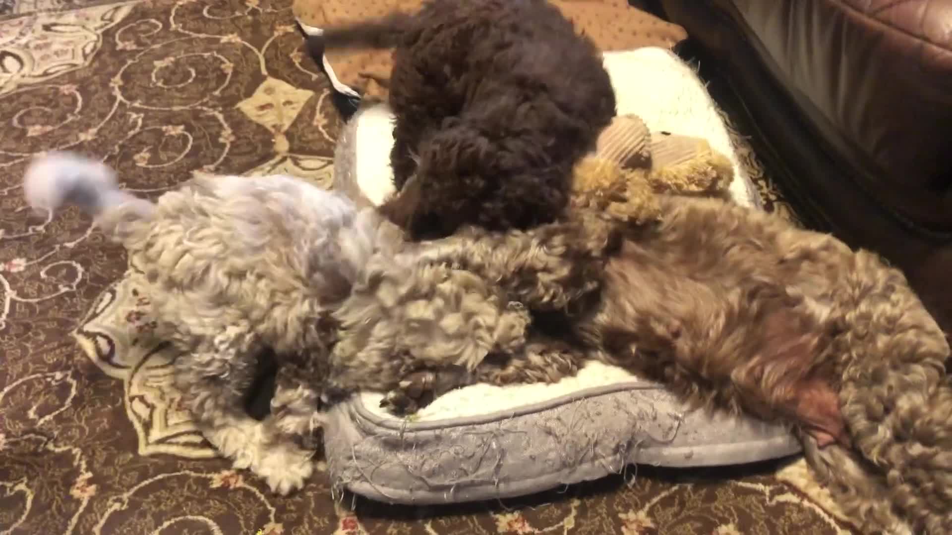 Cockapoo dogs for sale: Cockerpoo 1 boy (brown) and 1 girl (Merle)  - Video 1