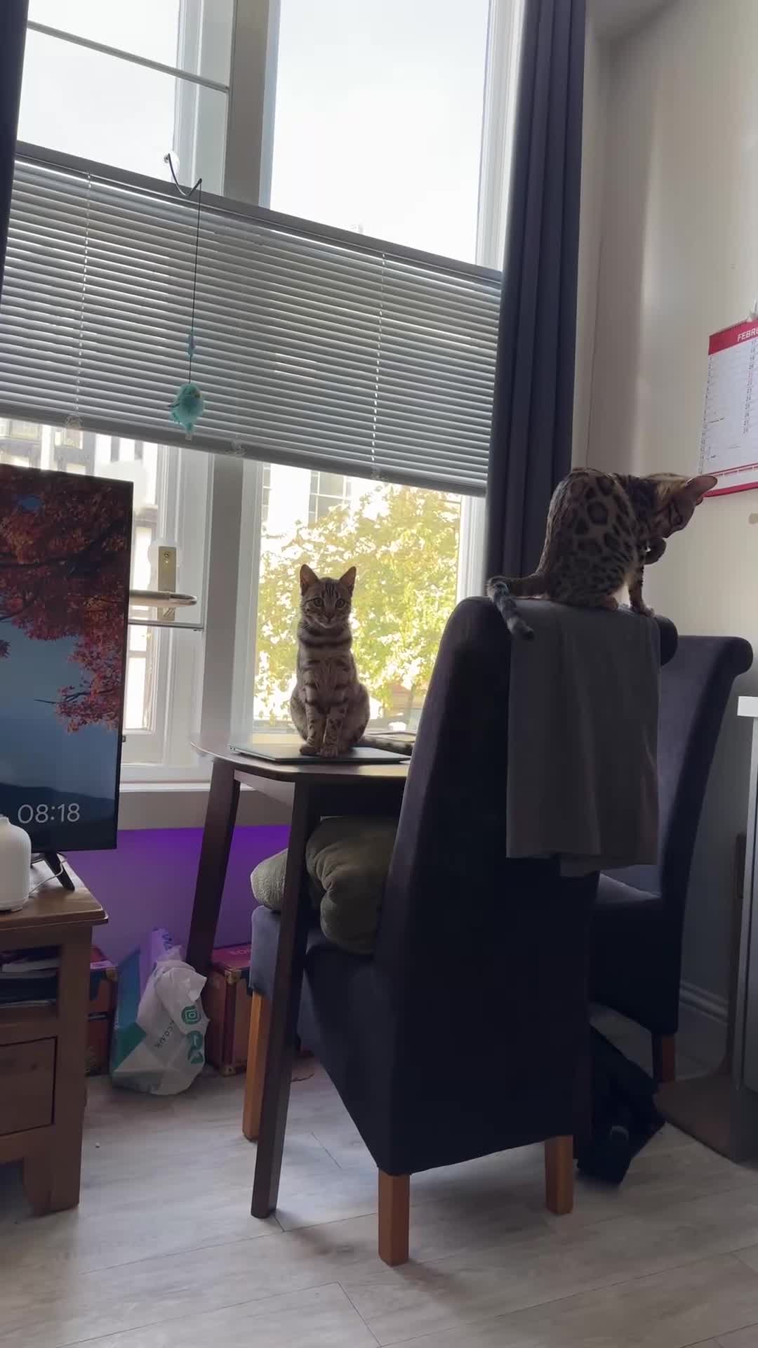 Bengal cats for sale: bengal - Video 1