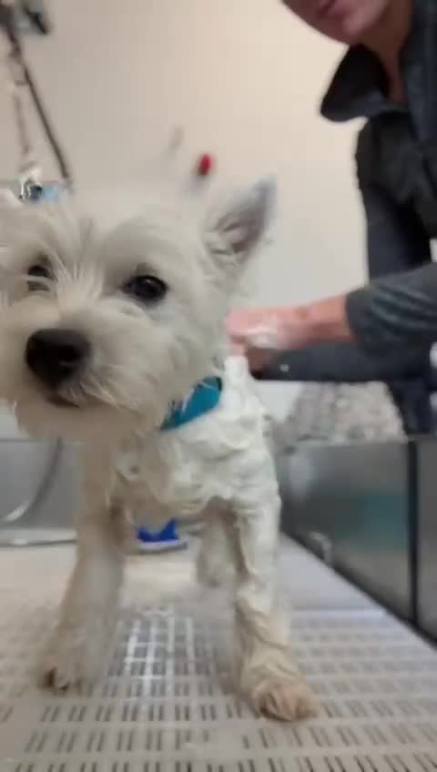 West Highland Terrier dogs for sale: Top quality import champion bred westie - Video 1