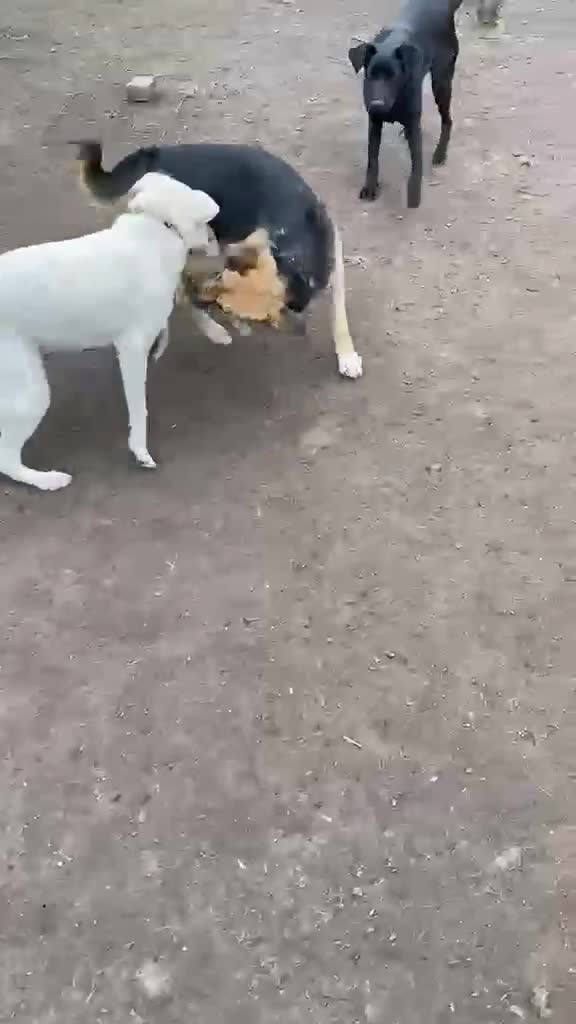 Mixed Breed dogs for adoption: ❤️BELLA❤️ Full of Love, Joy and Life - Video 2