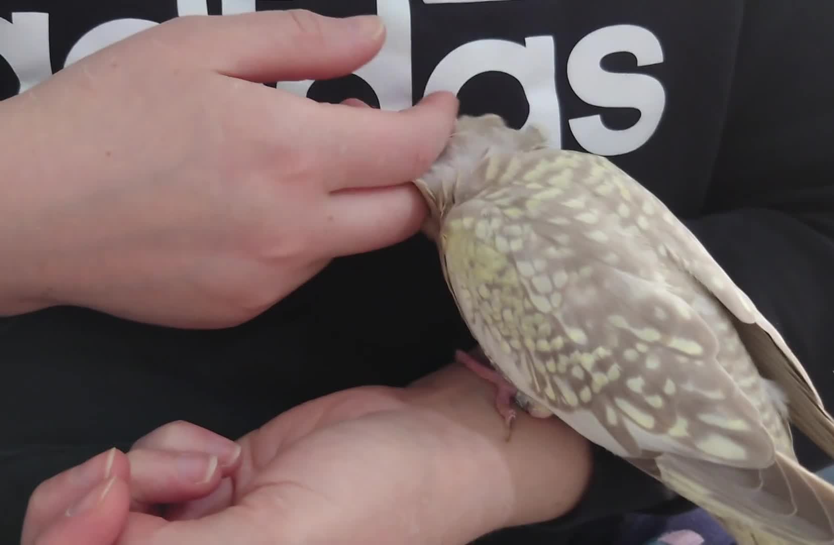 Cockatiels birds for sale: Hand reread silly tame DNA sexed baby cockatiels  - Video 1