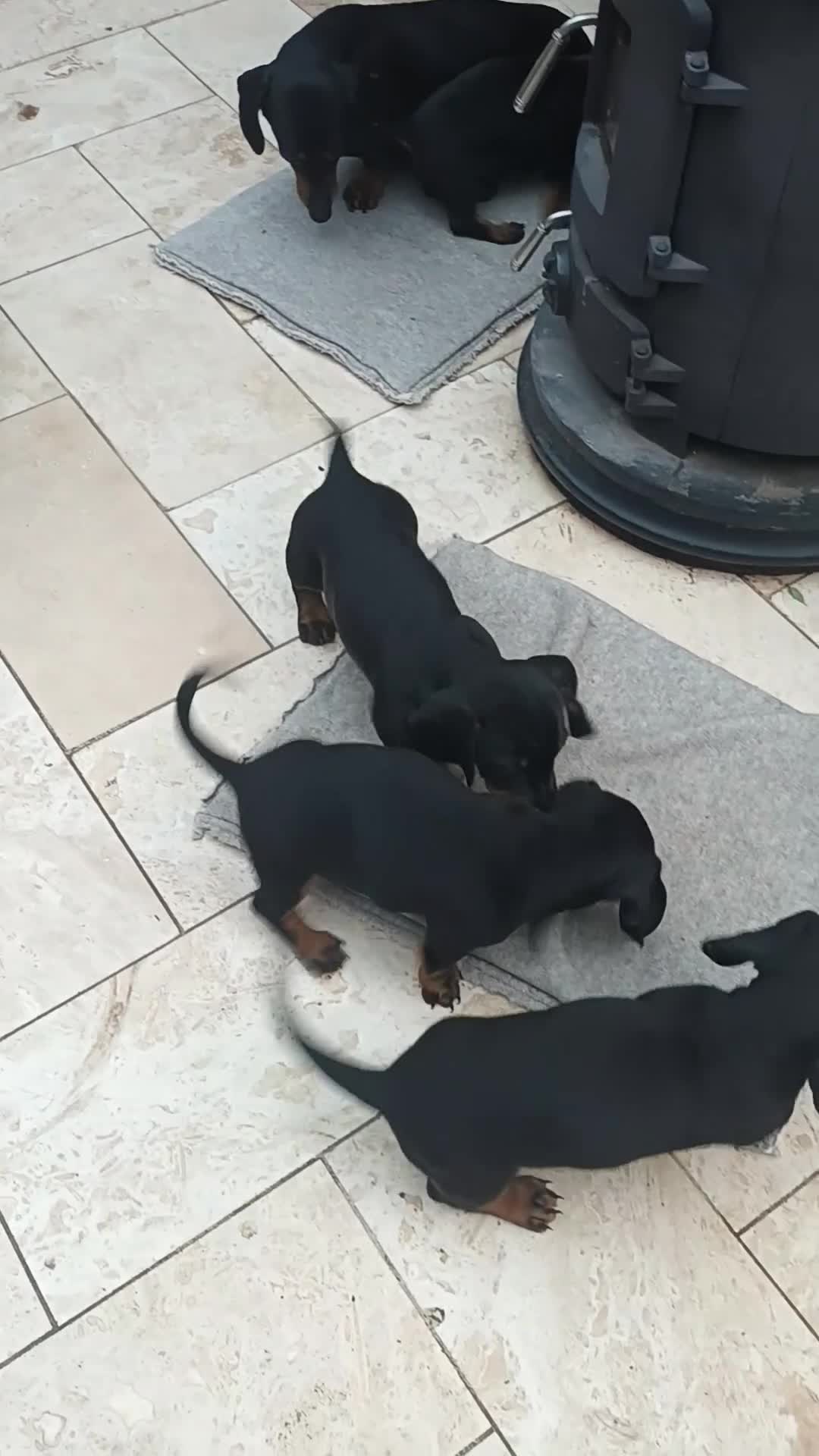 Miniature Dachshund dogs for sale: Black and Tan Miniature Dachshund Puppies 3 Boys - Video 2