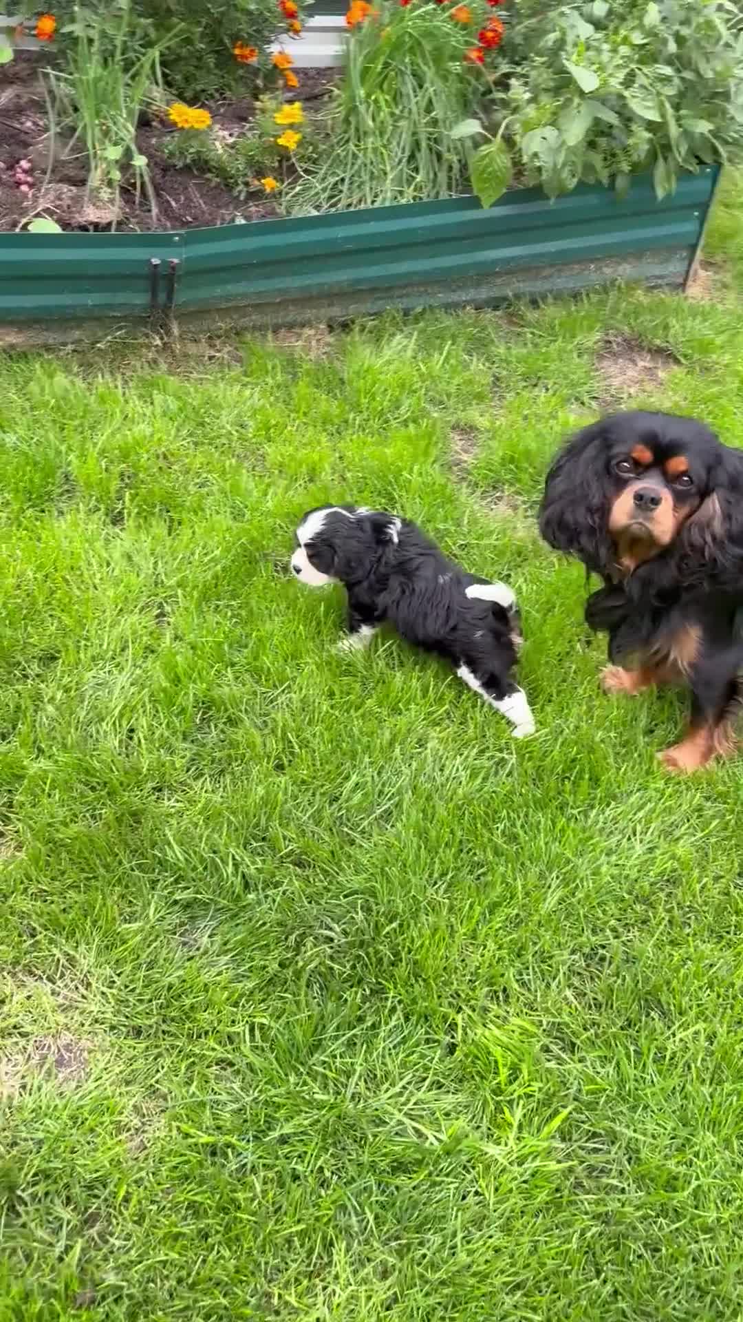 Cavalier King Charles Spaniel dogs for sale: Merlin kennel club Heath tested stunning Tri - Video 1