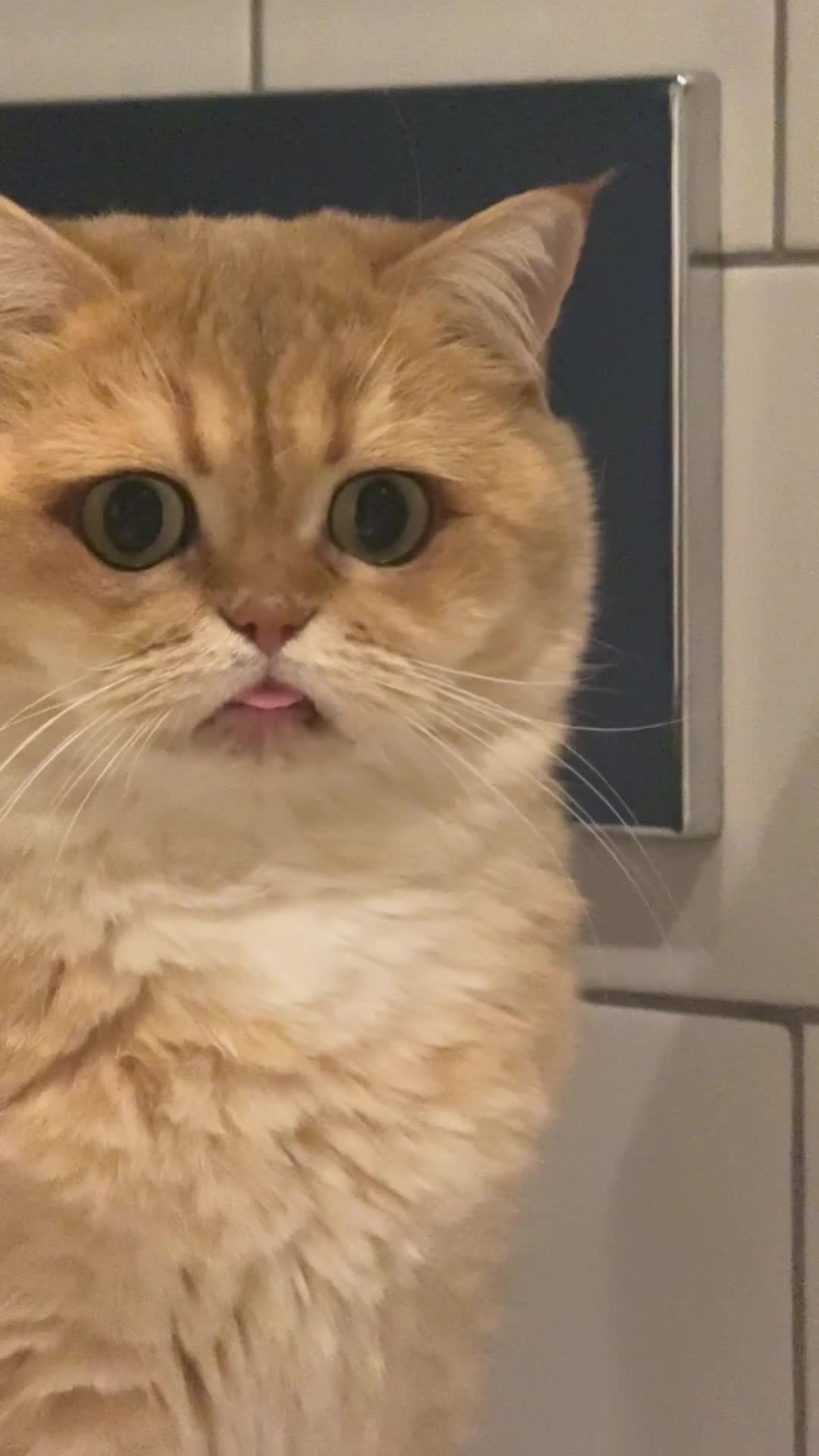 British Shorthair cats for sale: Rehome the cutest BSH - Video 1