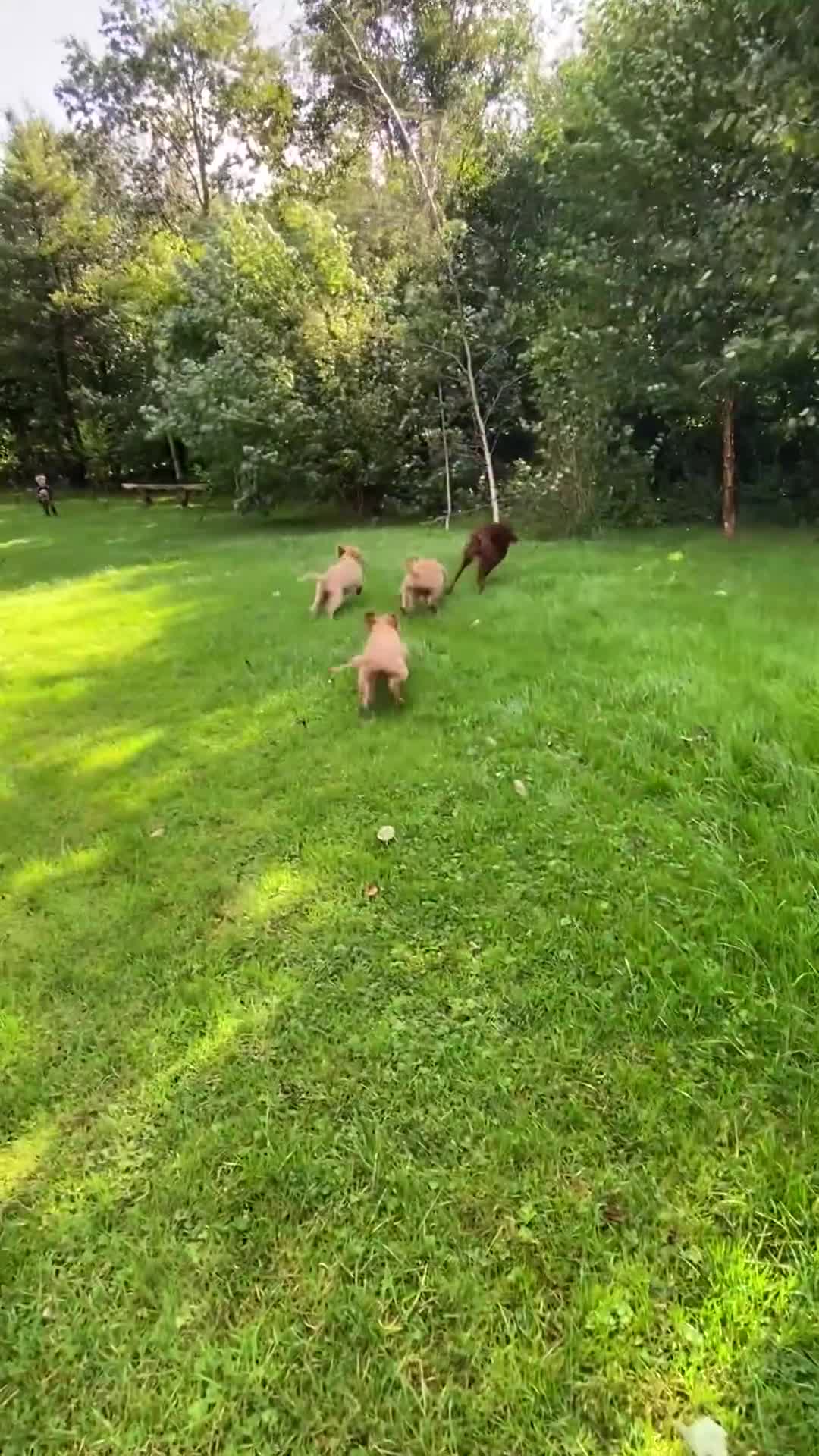 Irish Doodle dogs for sale: F1 Standard Irish Doodle Puppies  - Video 1