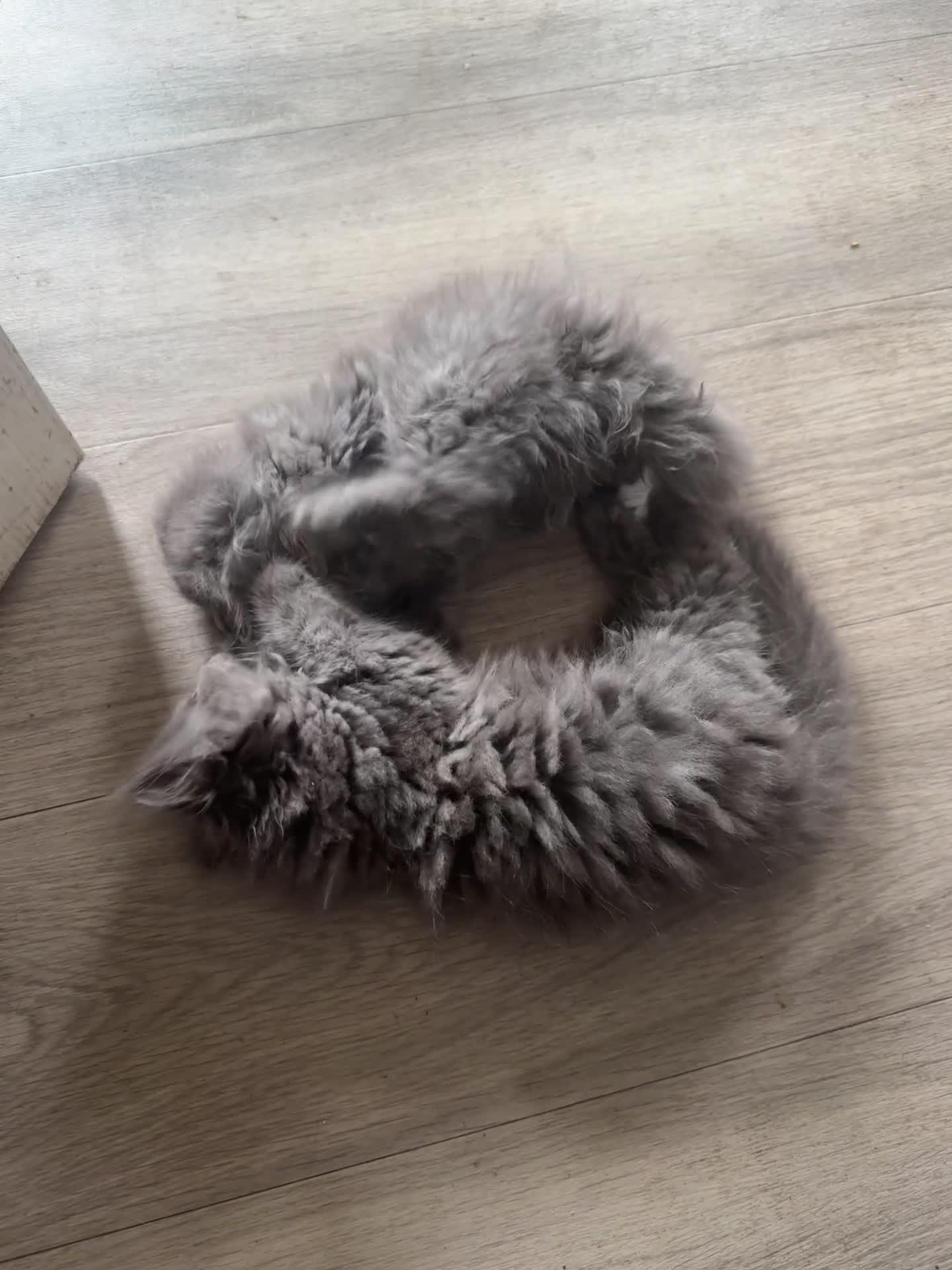 Mixed Breed cats for sale: Ready for forever home  - Video 1