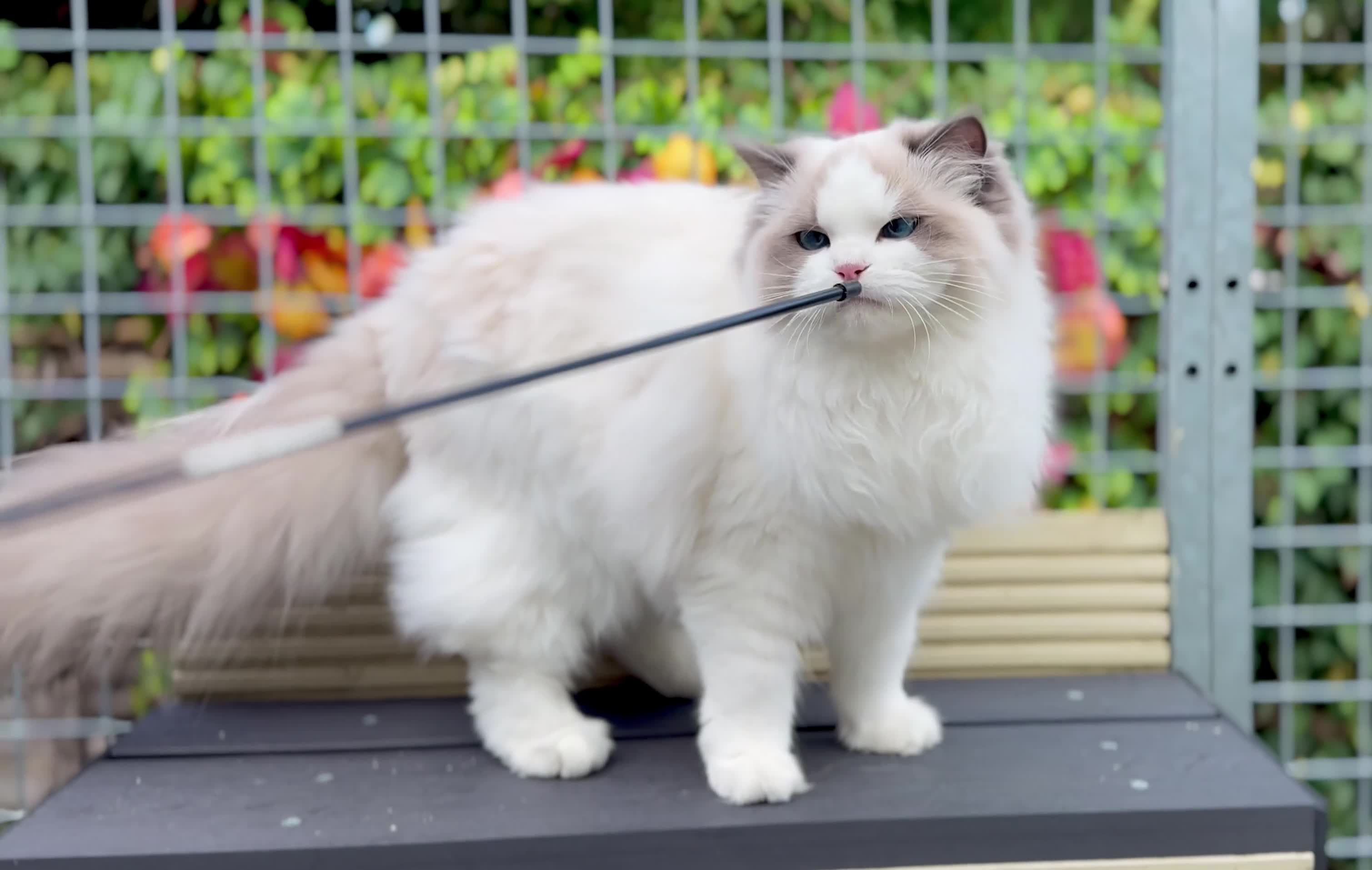 Ragdoll cats for sale: Blue Tabby mitted  - Video 1