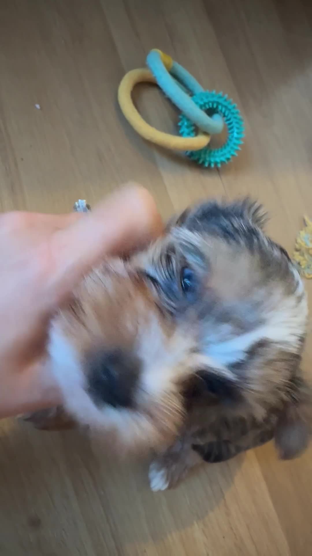 Yorkshire Terrier dogs for sale: Chocolate Merle yorkshire terrier  - Video 1