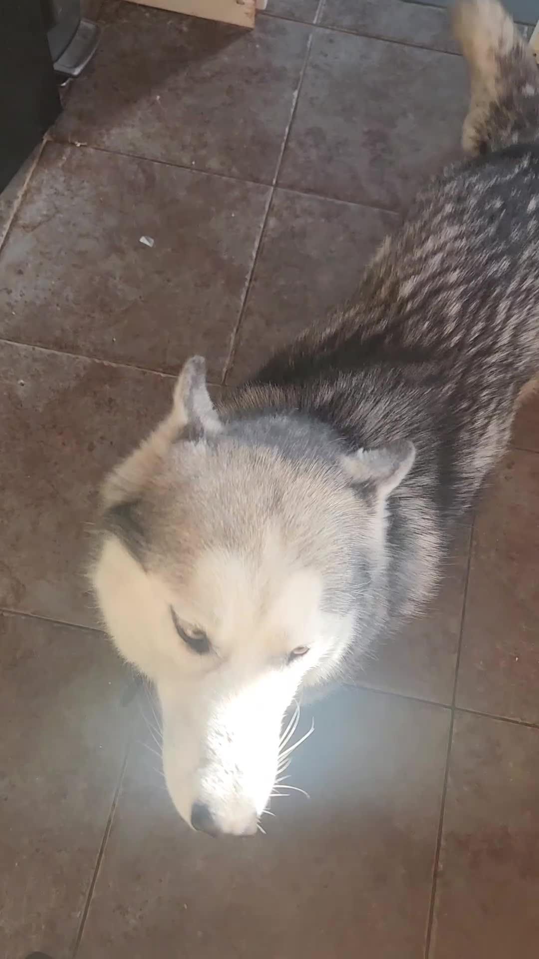 Siberian Husky dogs for sale: Pet and Kid-friendly, loving, joyful Husky - Video 1