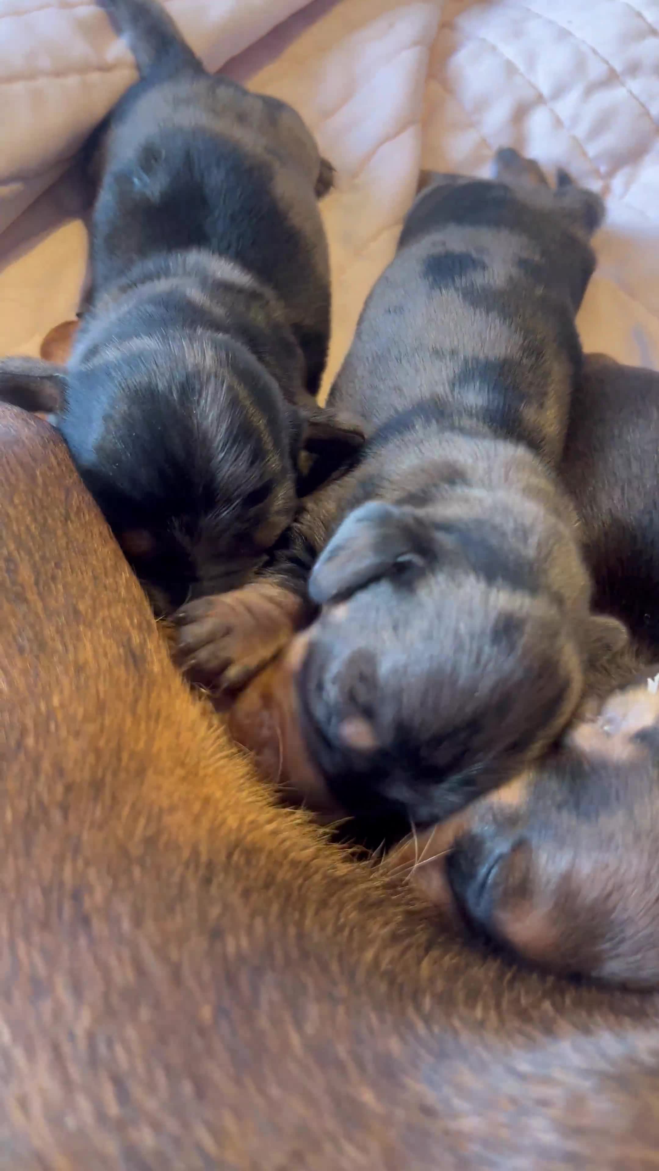 Dachshund dogs for sale: Miniature Dachshunds - Video 1