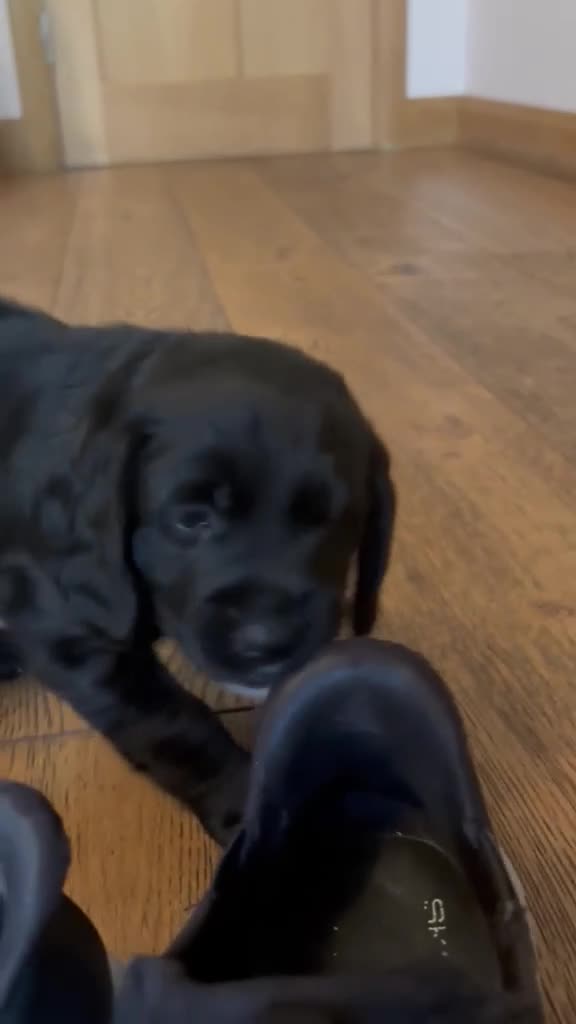 Mixed Breed dogs for sale: Cockadors for sale - Video 3