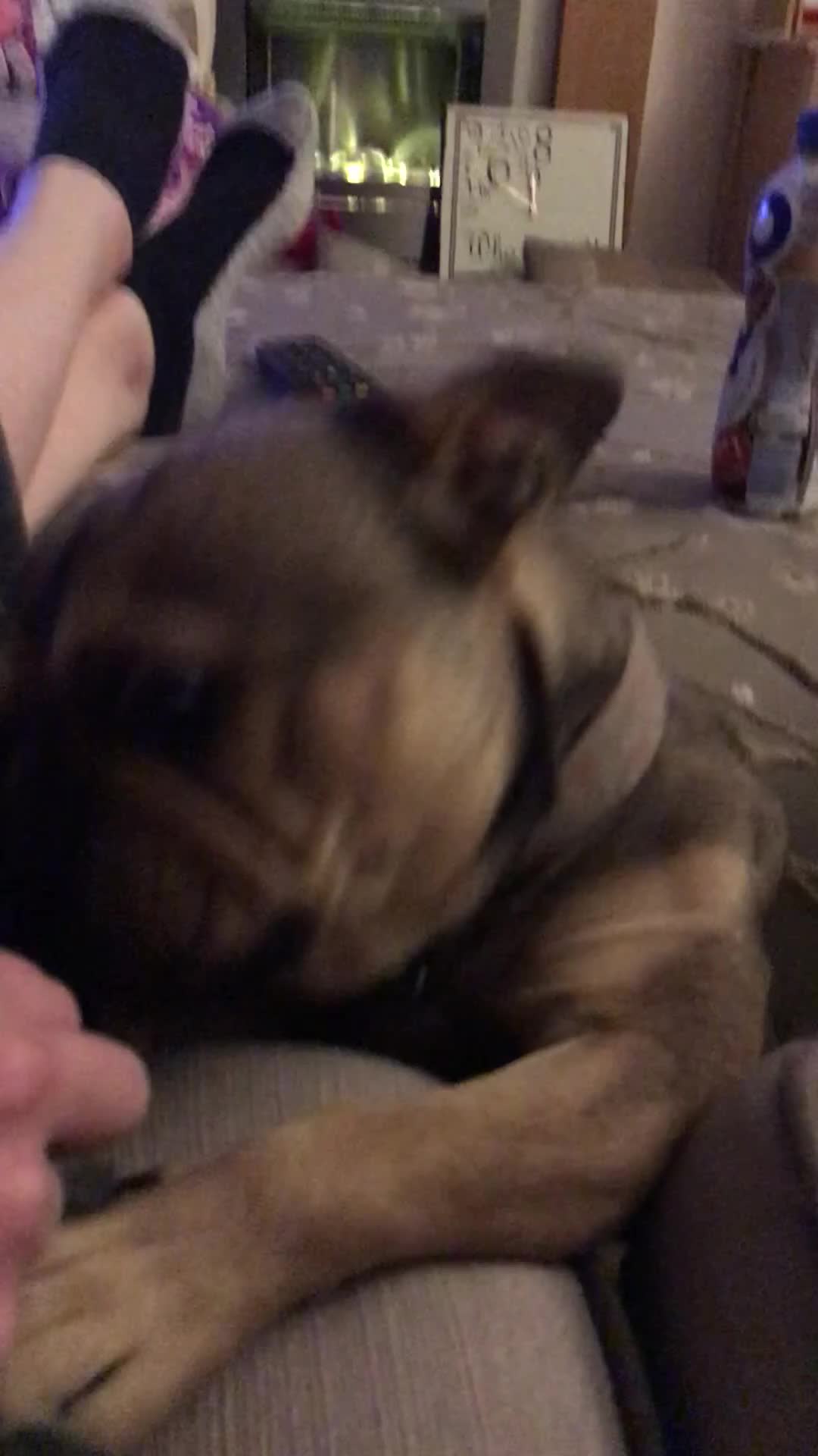 French Bulldog dogs for sale: Female French Bulldog (6 year old) in Runcorn - Video 1