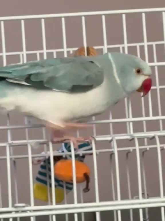 Parrots birds for sale: Talking Blue Ringnecks Parrot for sale in Birmingham - Video 1