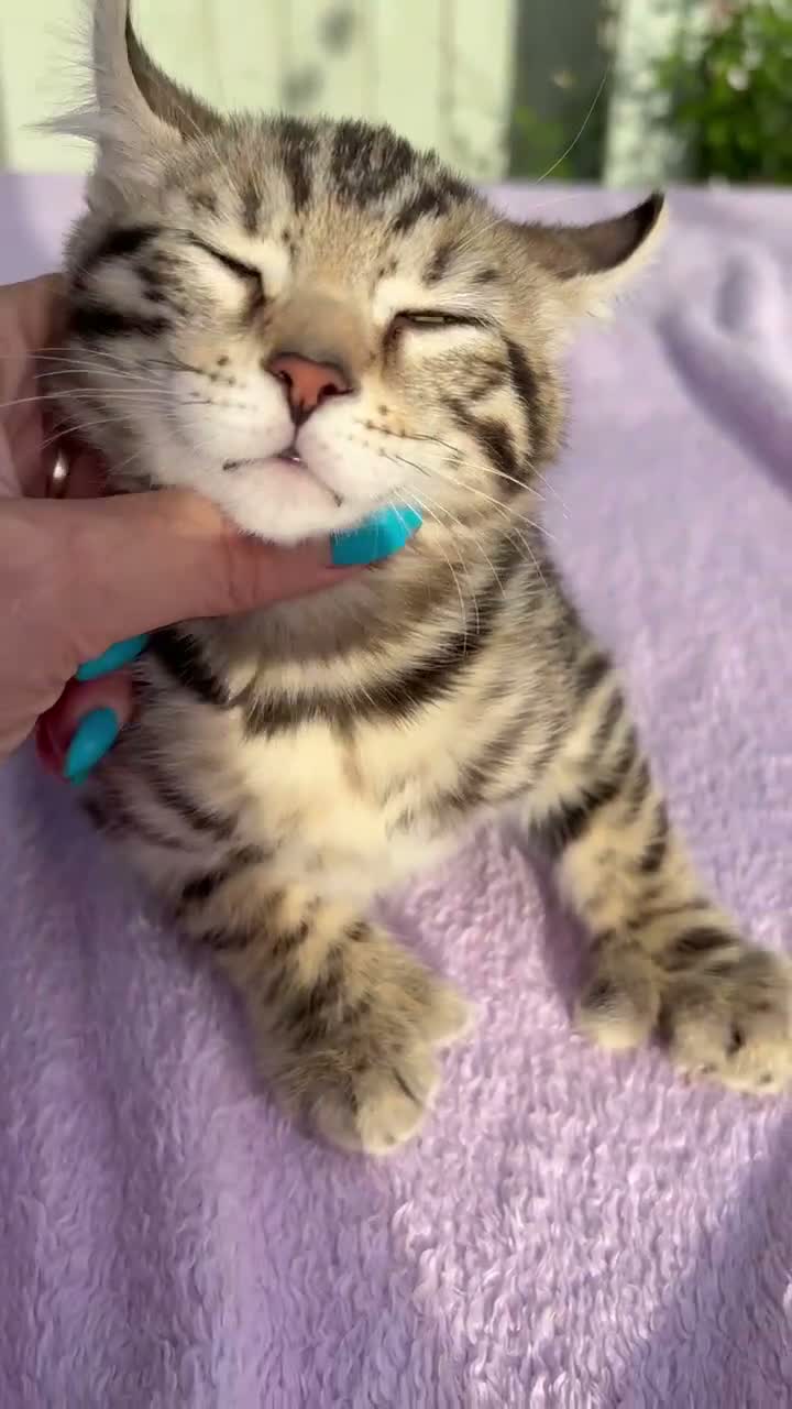 Keetso cats for sale: Superb polydactyl curled eared Keetso kittens.  - Video 3
