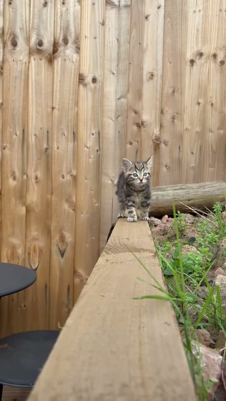 Mixed Breed cats for sale: One beautiful kitten male ready soon - Video 1