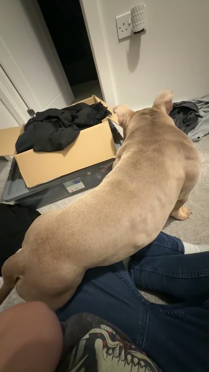 Mixed Breed dogs for sale: American Pocket Bull - Video 1