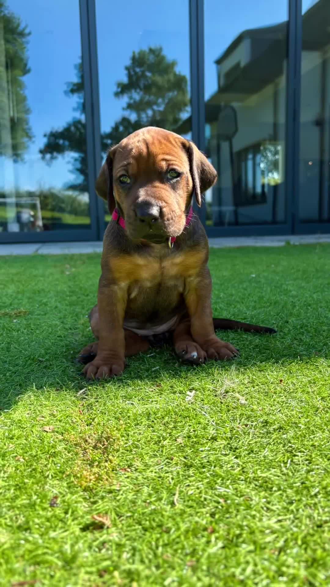 Rhodesian Ridgeback dogs for sale: Outstanding Rhodesian Ridgeback Puppies 🦁 - Video 1