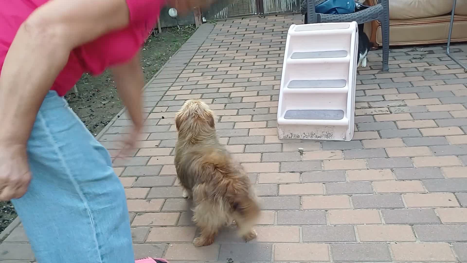 Mixed Breed dogs for adoption: 🐾💛 ARISA – The Little Dog Nobody Stopped For💛🐾 - Video 1