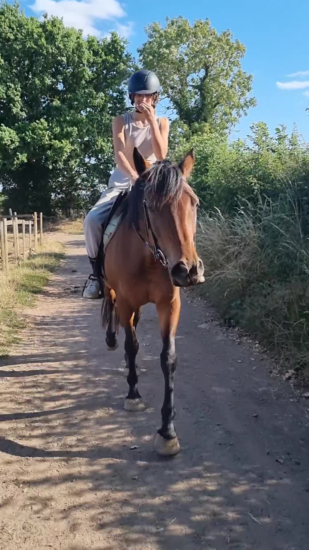 Welsh Section D horses for sale: WelshD x tb  - Video 1