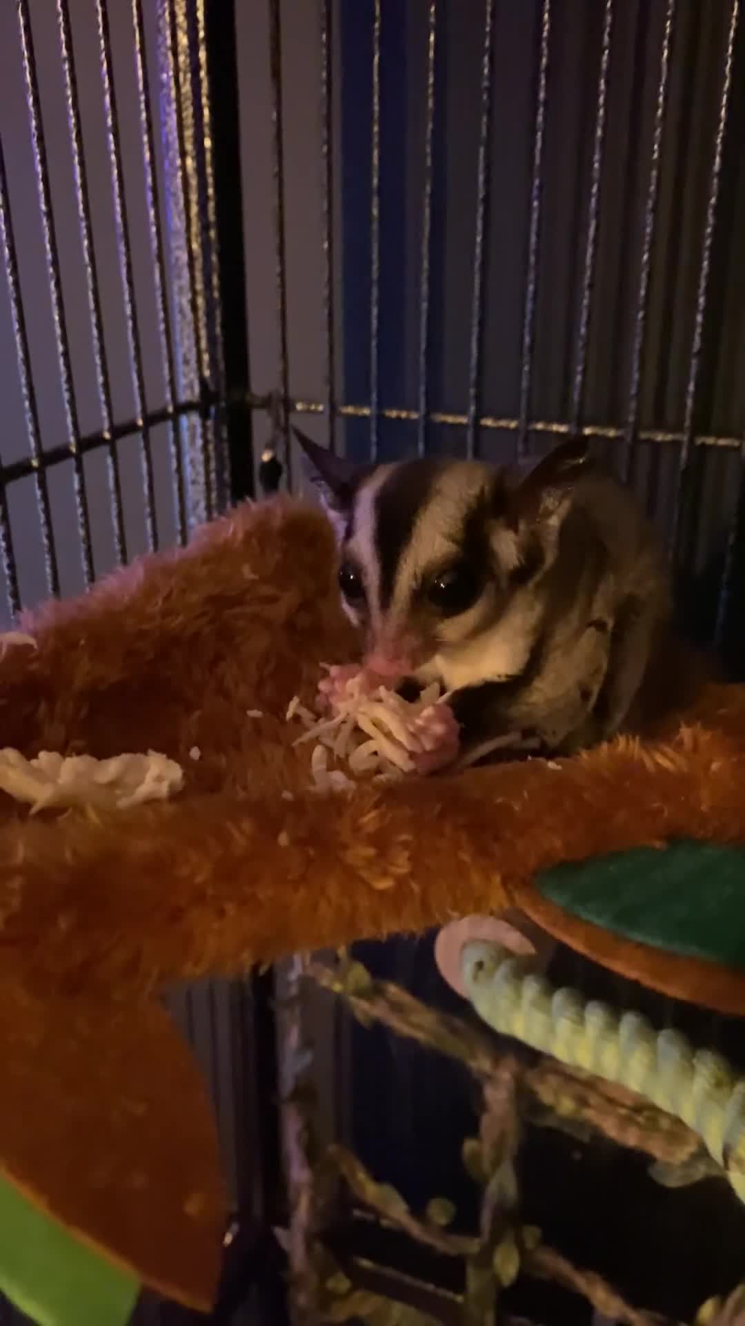 Sugar Glider rodents for sale: 2 male sugar gliders  - Video 3