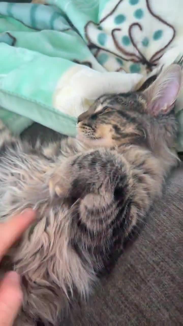 Maine Coon cats for sale: Maincoon ✨💗 - Video 3