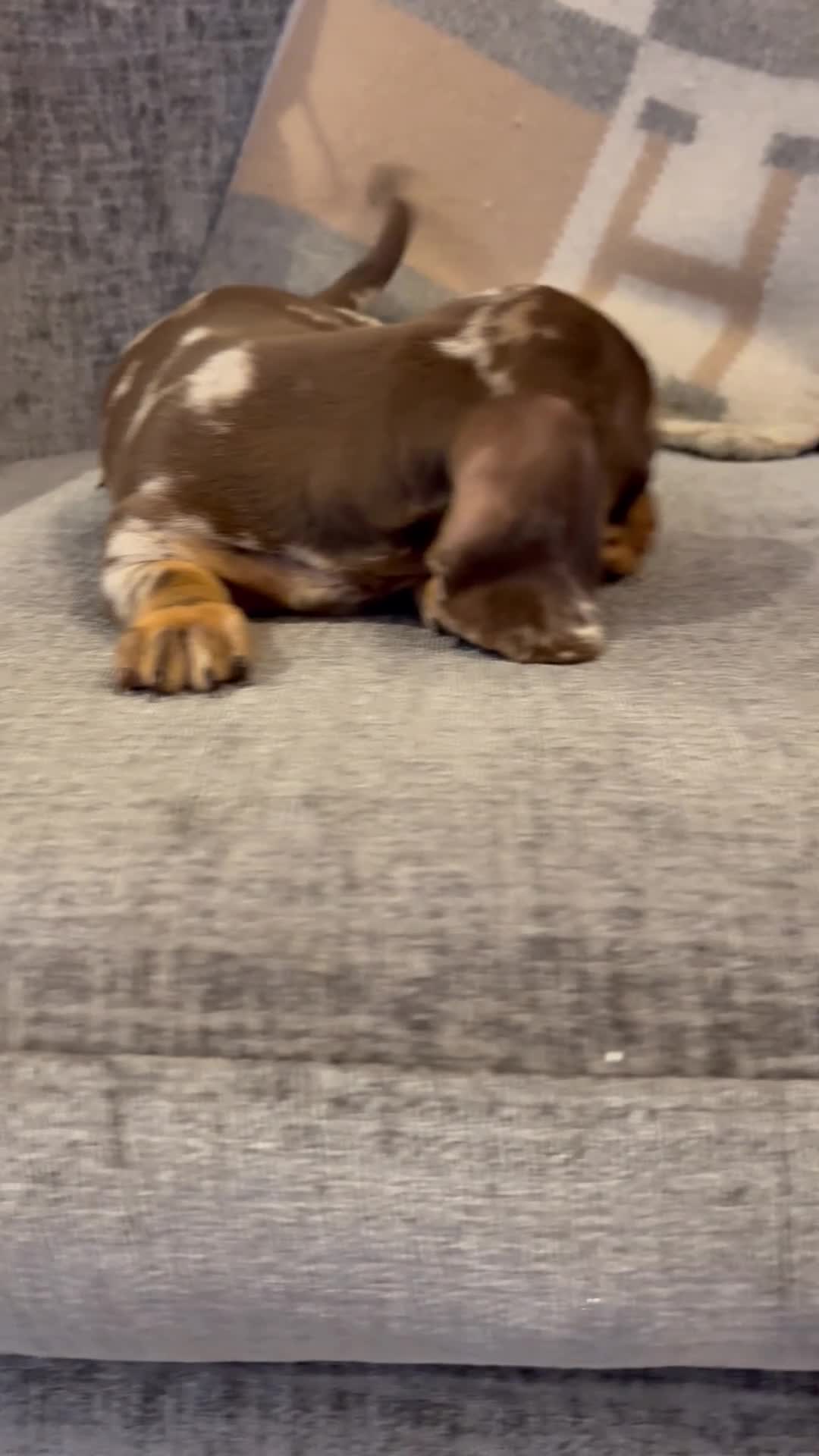 Miniature Dachshund dogs for sale: Quality health tested mini smooth dachshund pups  - Video 1