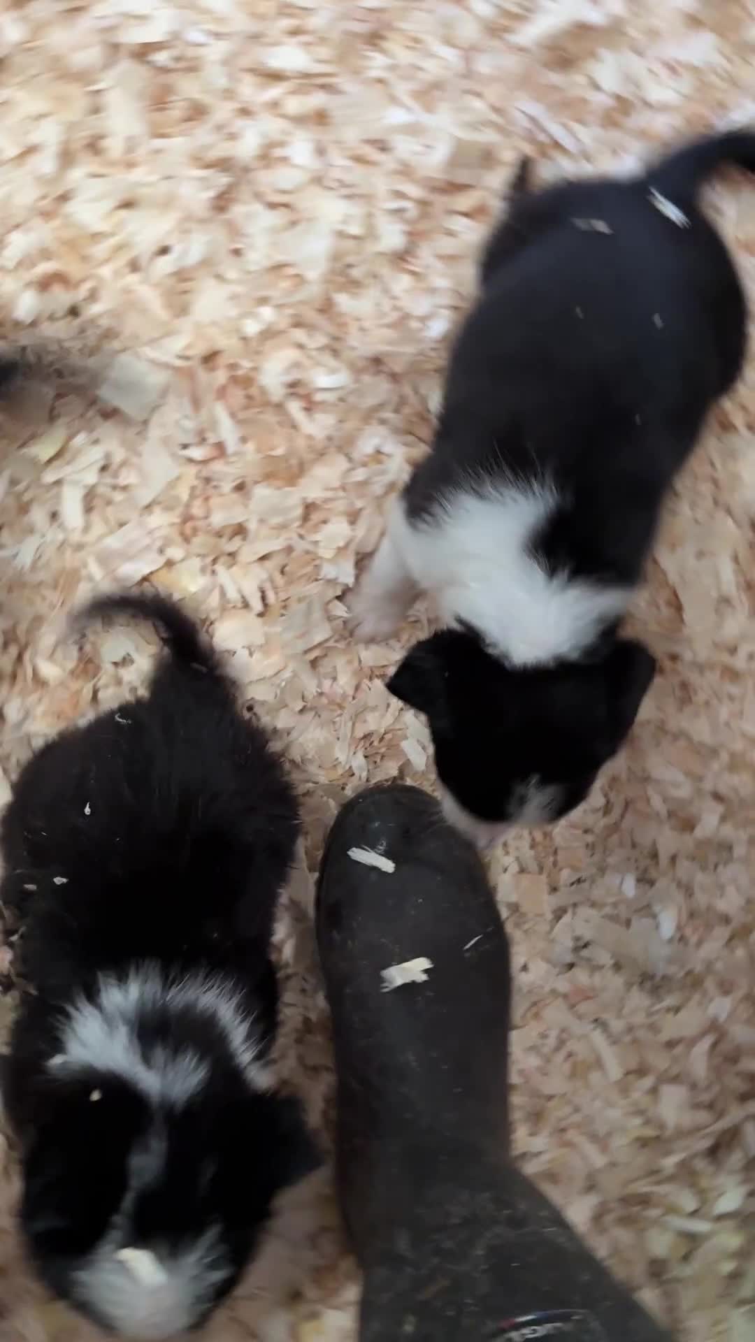 Border Collie dogs for sale: Gorgeous KC reg border collie pups  - Video 1