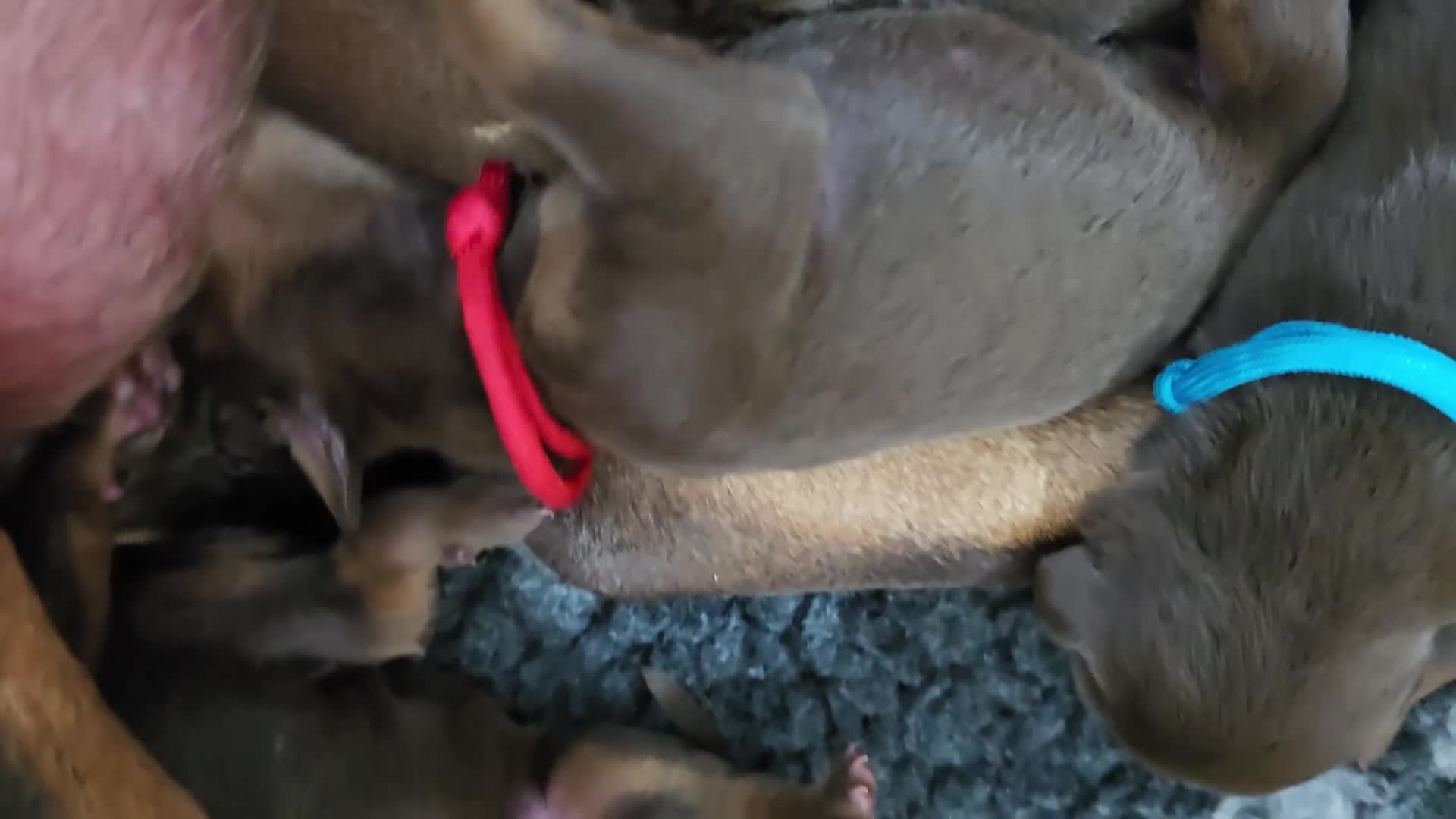 Dobermann dogs for sale: *HEALTH TESTED,HOME REARED,STUNNING DOBERMAN PUPS - Video 4