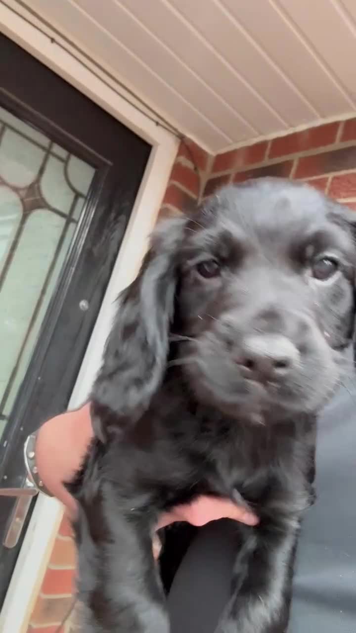 Cocker Spaniel dogs for sale: READY NOW Working (type) Cocker Spaniels KC Reg - Video 4
