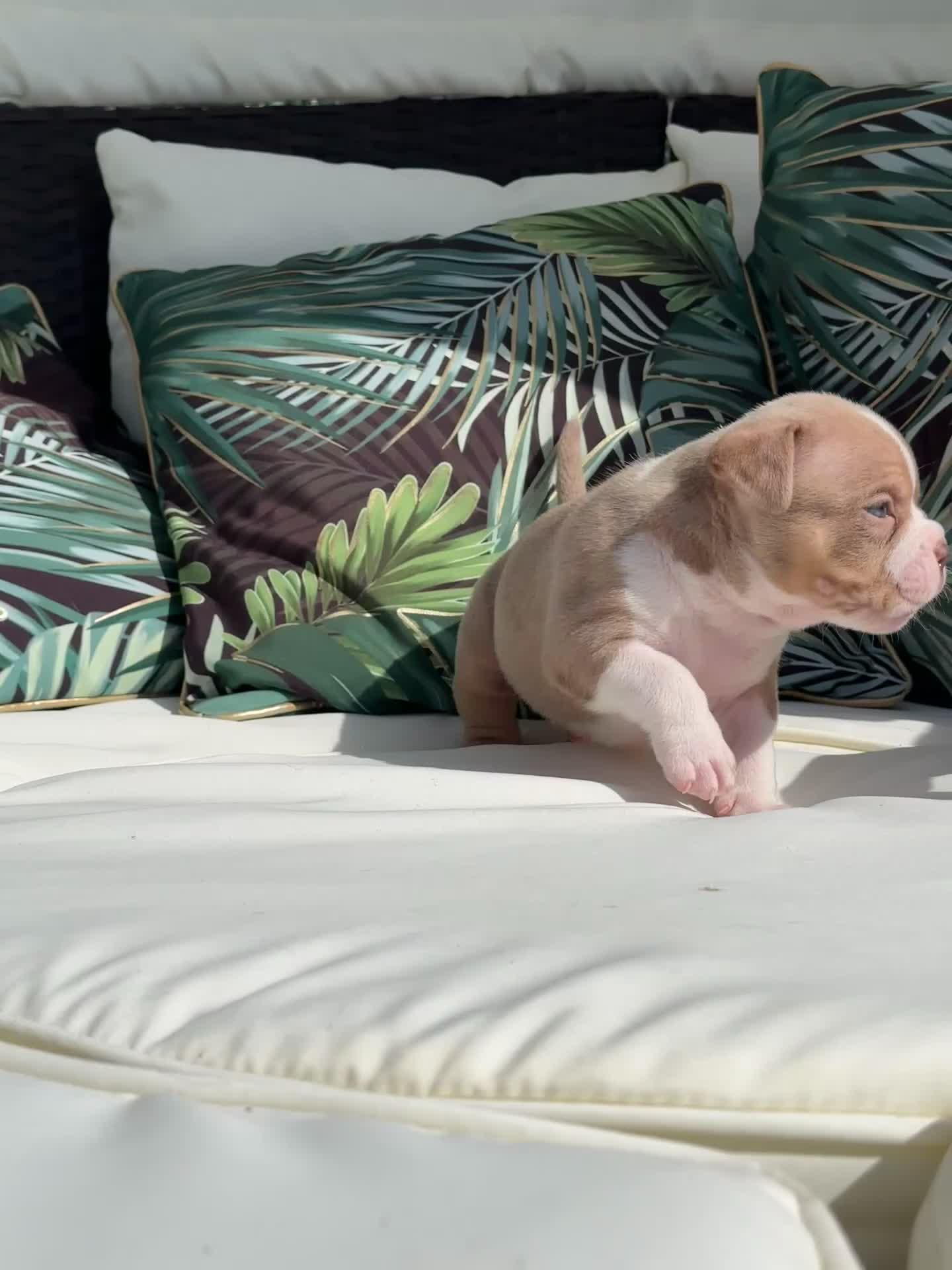 American Bully dogs for sale: ABKC registered Pocket Bully puppies  - Video 1