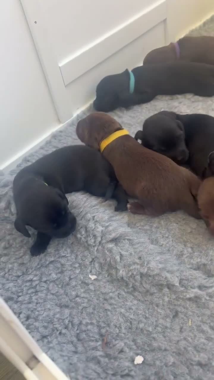Mixed Breed dogs for sale: Gorgeous doxiepoos for sale  - Video 1