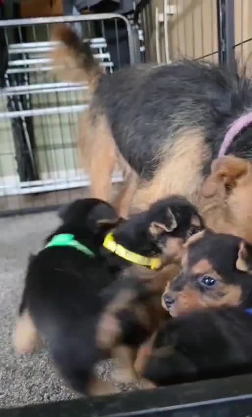 Lakeland Terrier dogs for sale: Stunning Middleton line Lakeland terrier puppies - Video 1