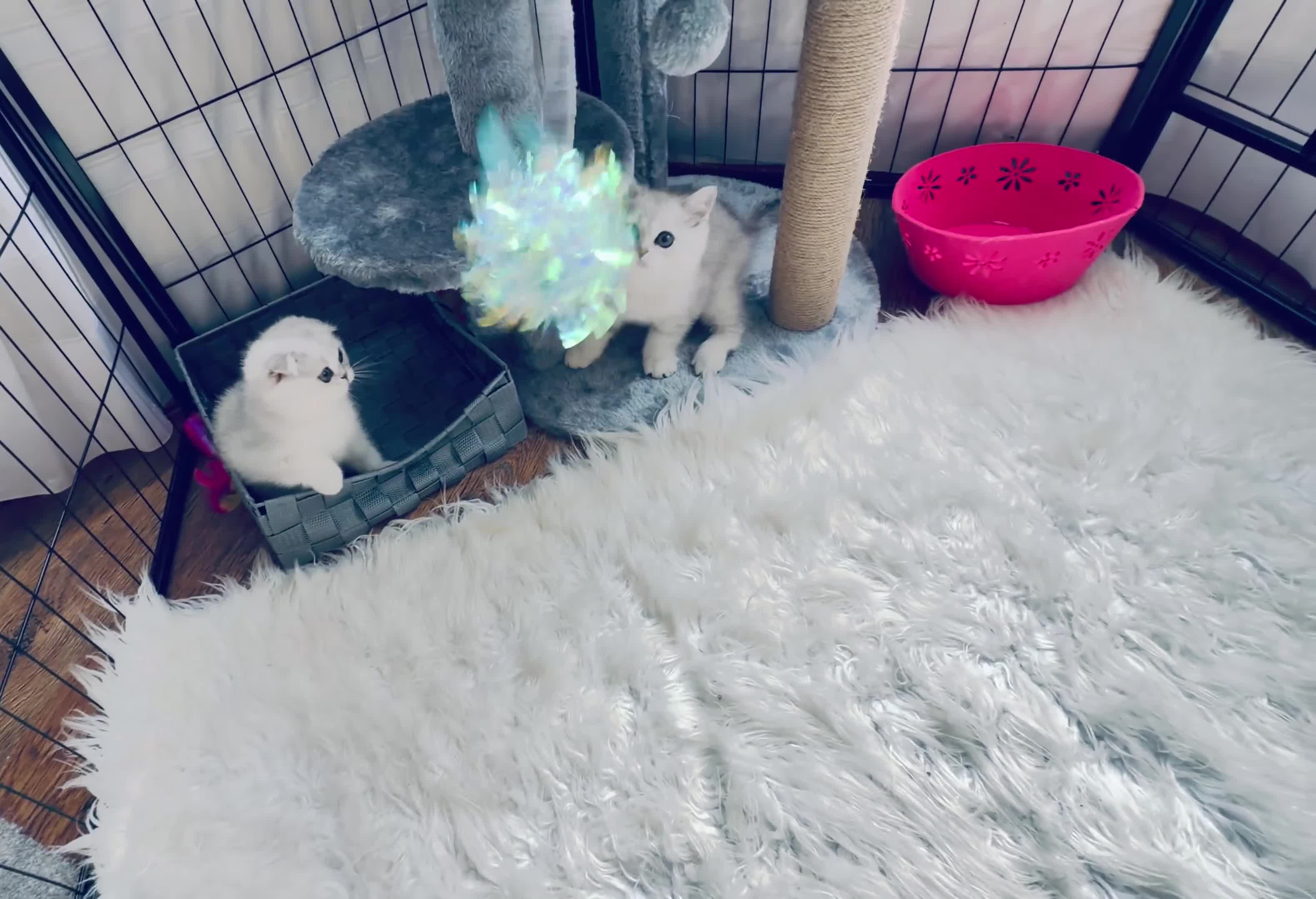 Scottish Fold cats for sale: Beautiful Chinchilla Scottish fold & Straight 💞🐾 - Video 2